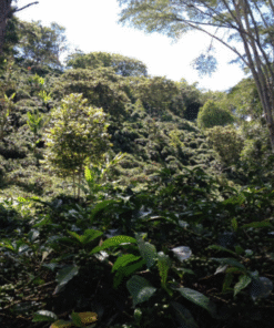 Alternative view of Colombia Las Palmas - Efren Echeverri